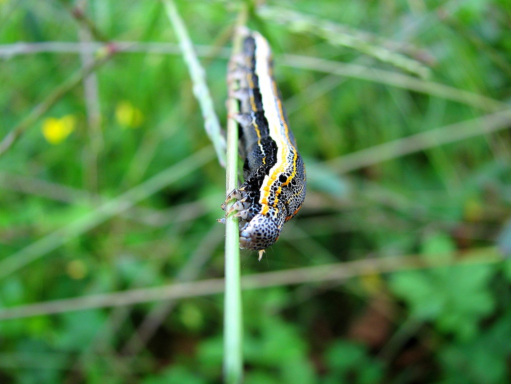 Lepidotteri da identificare nel Parco del Ticino